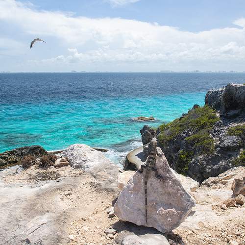 The color island