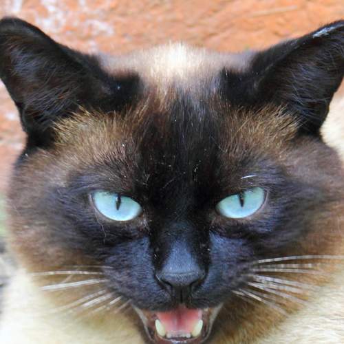 Photo #5819388