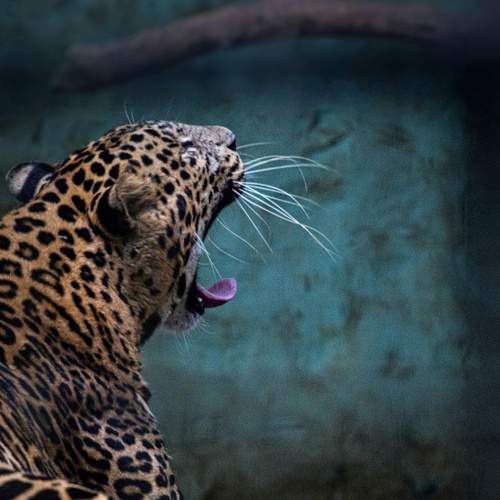 Photo #5820467