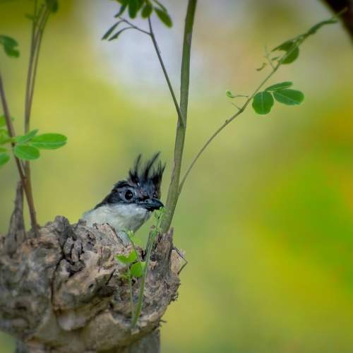 Portrait of Jacobin cuckoo