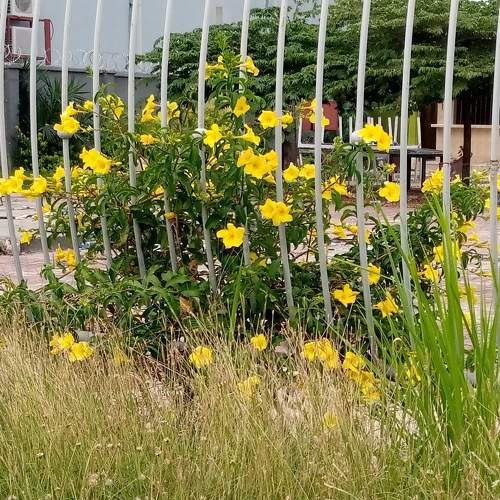Fence beauty
