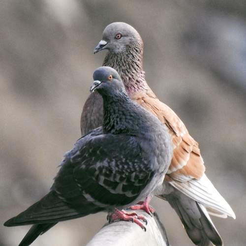 Pigeons