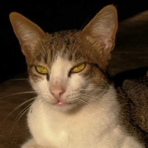 Photo #5824036