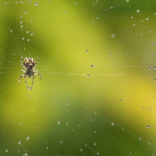 The Web