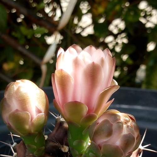 Cactus florecido