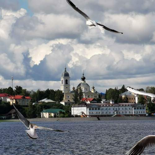 Чайки на Волге