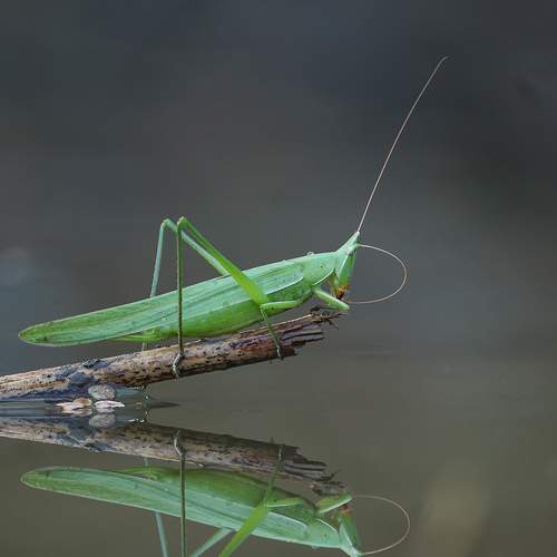 The Reflection