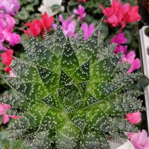 Photo #5832047