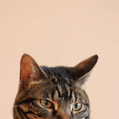 Photo #5832283