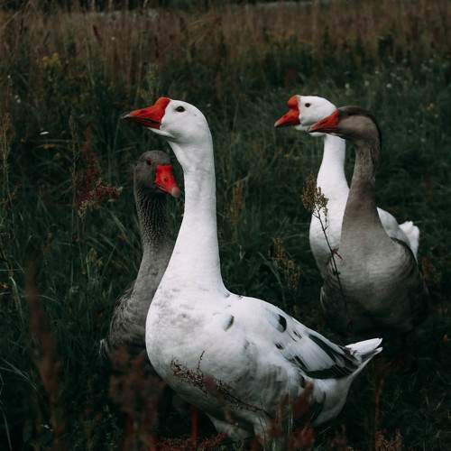 Photo #5833218
