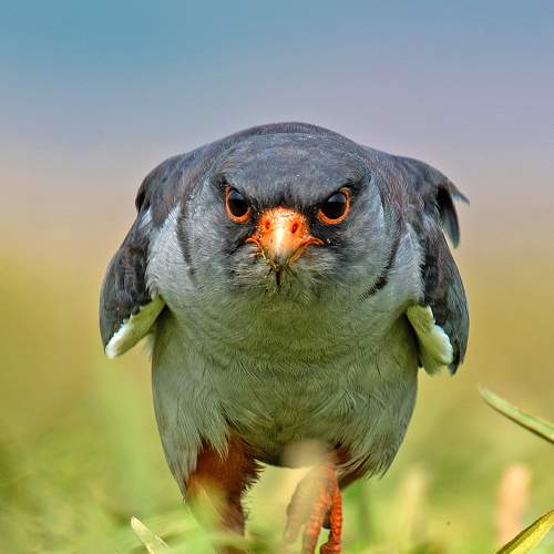 Amur Falcon Face-off