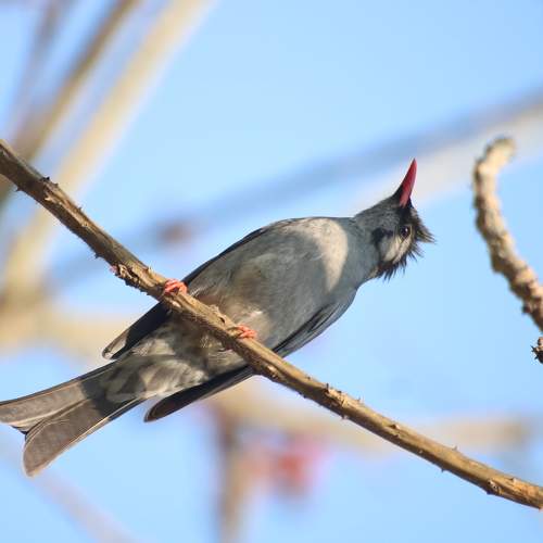 Black bulbul.(Hypsipetes Leucocephalus)