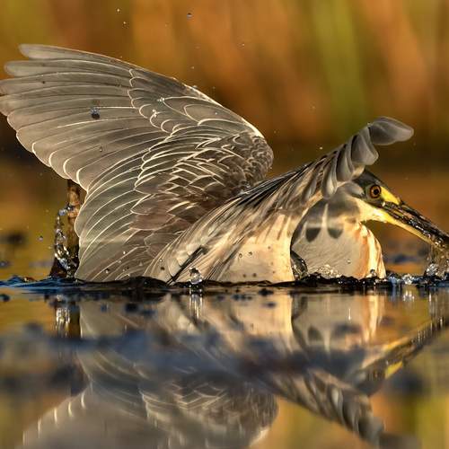 Al agua por la presa