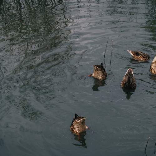 Crazy Duck