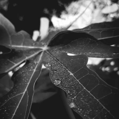 Raindrops