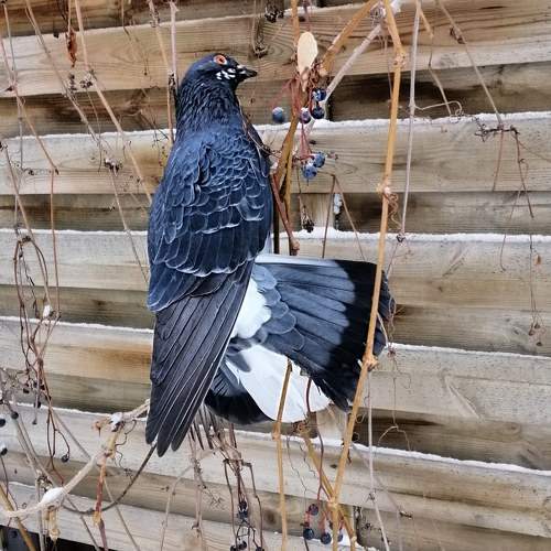 Photo #5839705