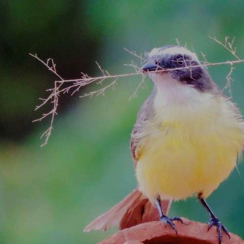 Photo #5841122