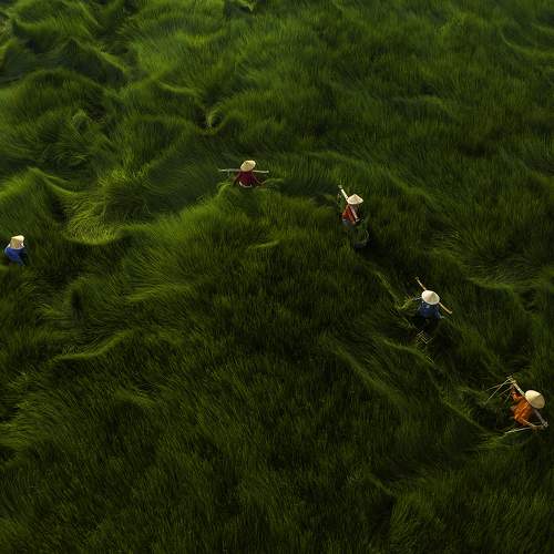 Harvesting grass