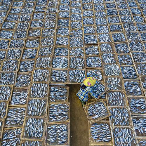 Drying Fish