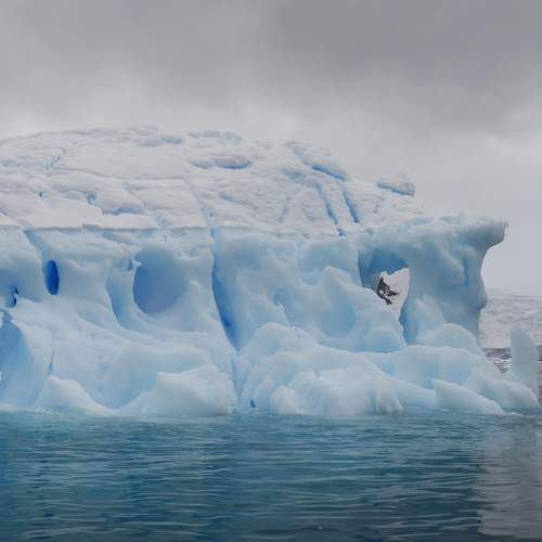 Cuverville Island
