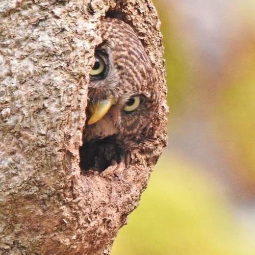 The Owlet peeping at me..