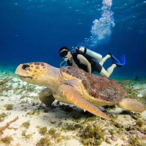 Tortuga caguama