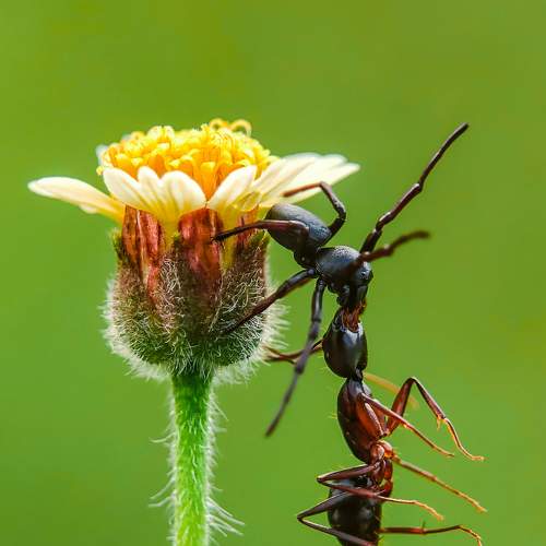 Mimicry