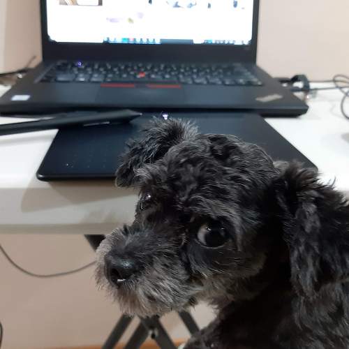 Dogs Online learning