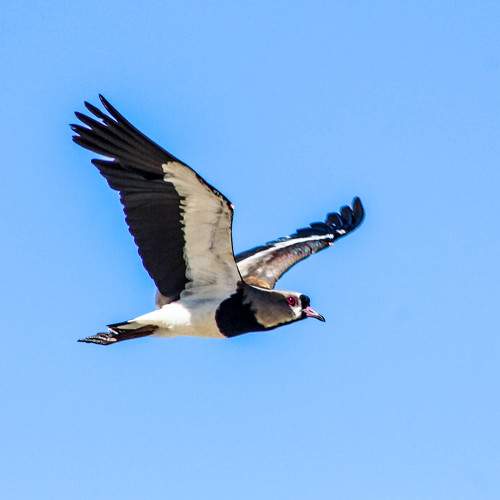 Photo #5847216