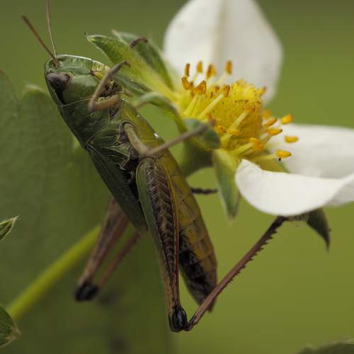 Wasp or Grasshopper