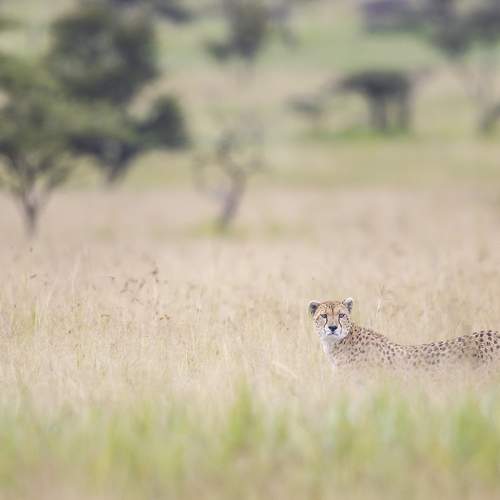 Mistress of the hunt