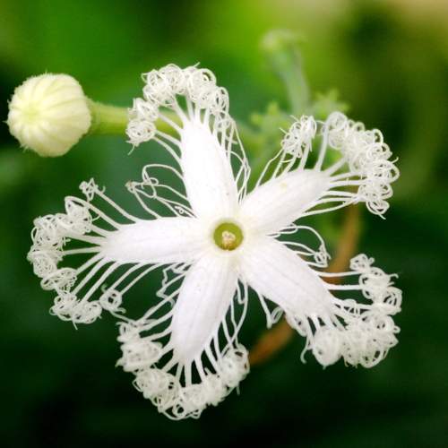 ID: Patanga Phool (Bengali Name) 