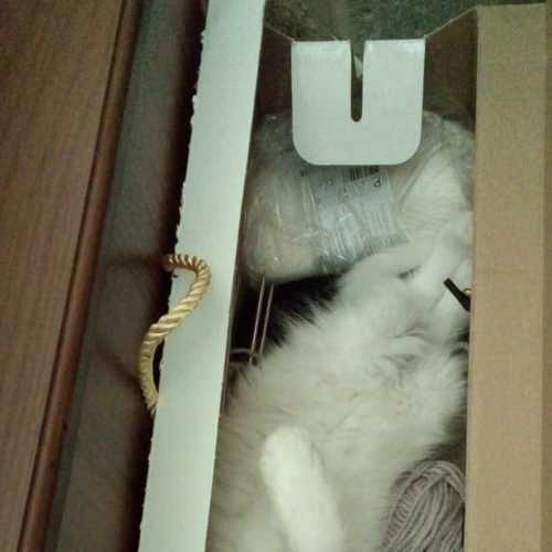 Photo #5851100