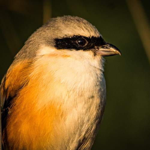 Photo #5851730