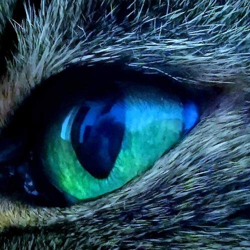Photo #5854622