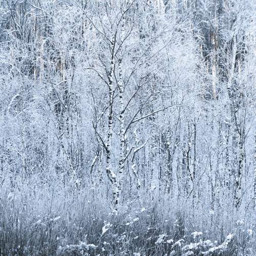 Birches / Березы