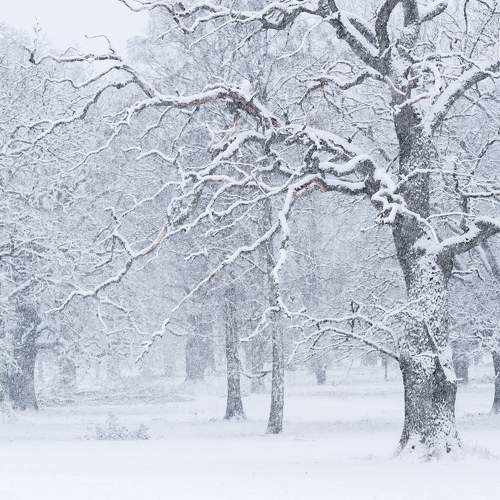 Snowfall in the Oak Tree Pasture