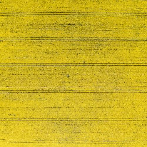 Rape field