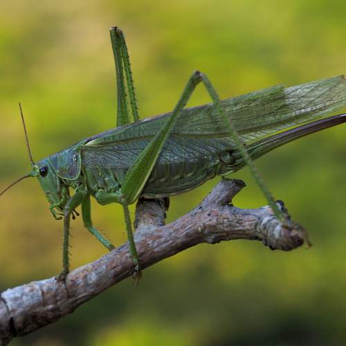 Locust