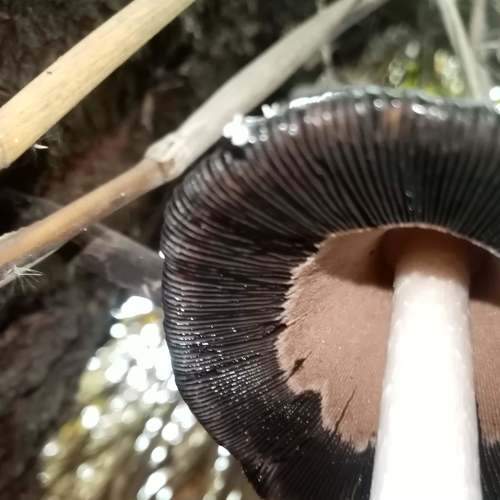 Underneath the shaggy ink cap