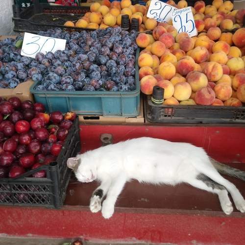 Photo #5859508