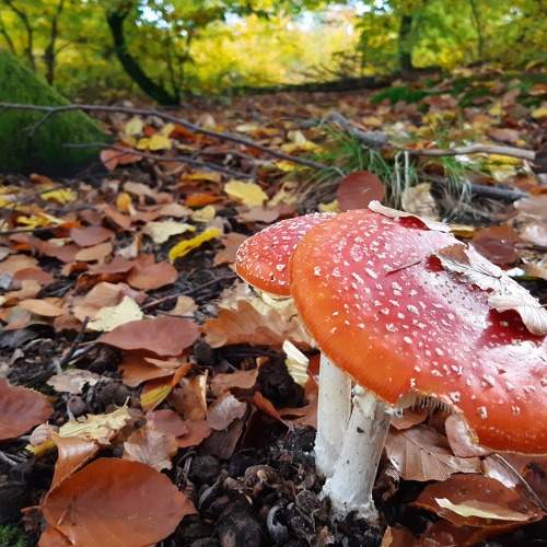 Toadstools