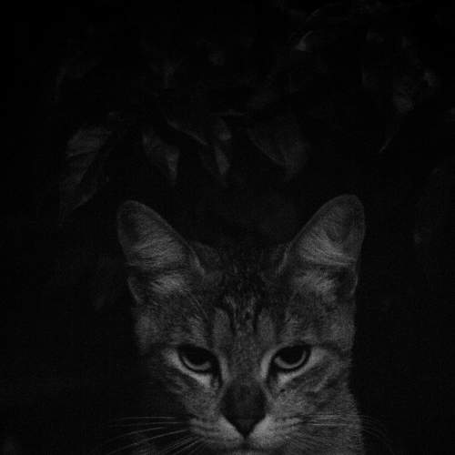 Photo #5860916