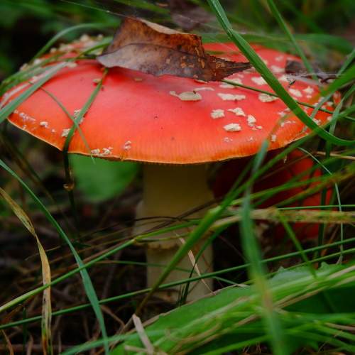 Photo #5861297