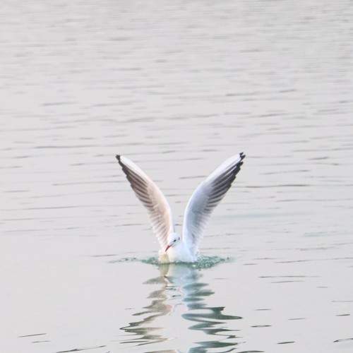 Dancing on the water