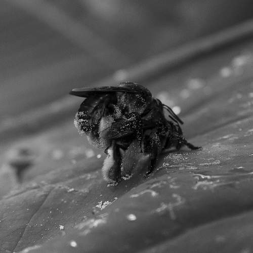 Two wasps