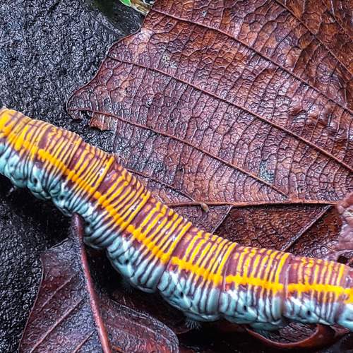 Pachylia Ficus