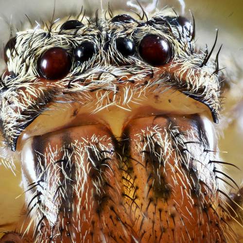 spider eye