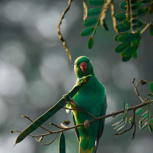 Wildlife