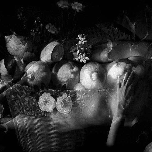 Venus lemmon